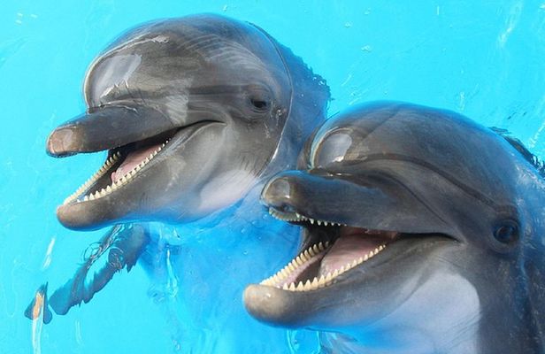 Dolphin Watch (2hours) :Muscat Tours