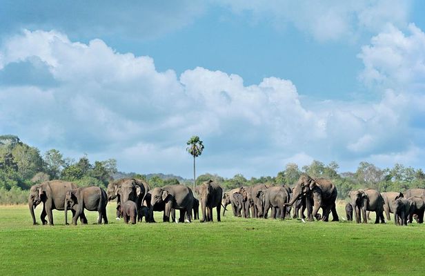 Minneriya National Park Safari from Polonnaruwa