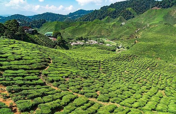 Cameron Highlands One Day Trip from Kuala Lumpur Privately Organised