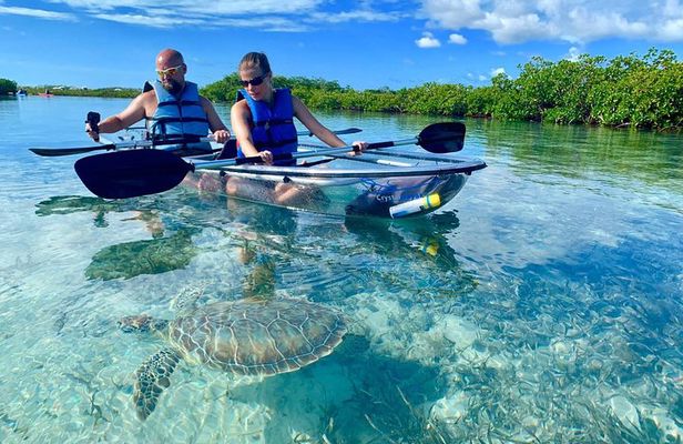 Mangrove & Iguana Clear Kayak Tour