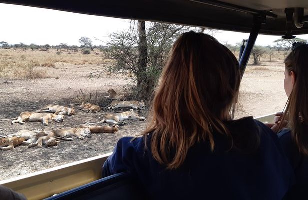 4-Days Private Midrange, Tarangire Ngorongoro, Manyara & Materuni
