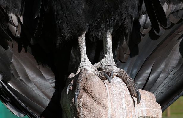 Mystic experience at Cochahuasi ( blessings of the Andean condor)