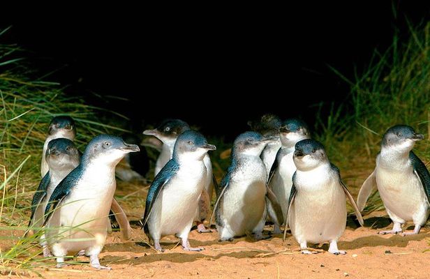 Phillip Island Penguins Private Adventure