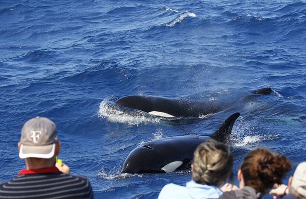 Bremer Canyon Killer Whale (Orca) Expedition
