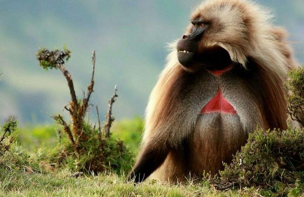 10 Days in Northern Ethiopia Tours