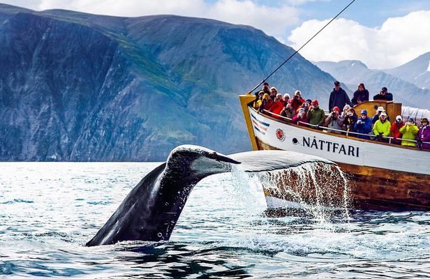 Traditional Oak Ship Whale Watching Tour From Husavik