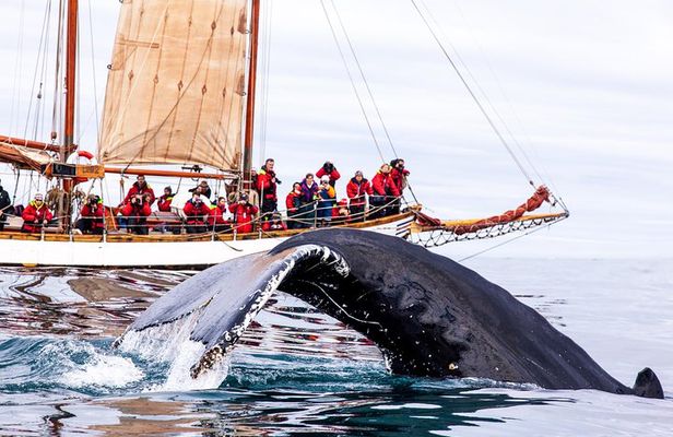 Whale Watching on a Traditional Oak Sailing Ship from Husavik