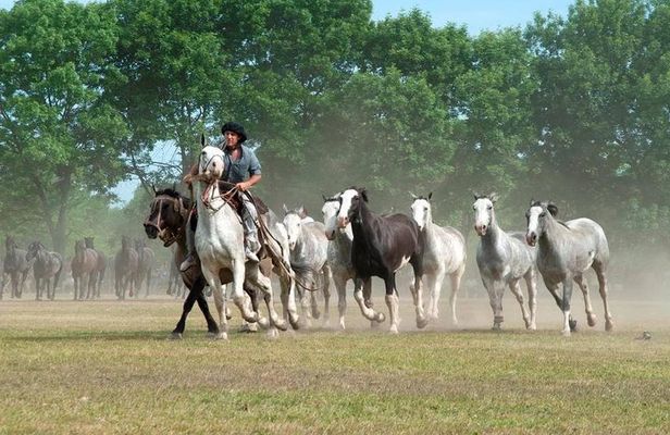 Gaucho Fiesta with lunch - full day tour