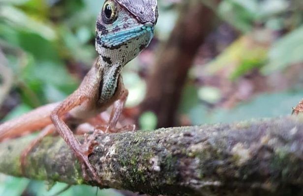 Sinharaja RainForest Private Full Day Tour