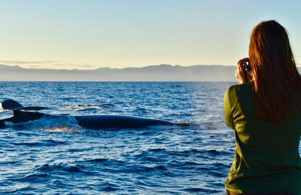 Private Bay Tour (Whales/Marine Life Encounters, Visit Yelepa Waterfall & Beach)