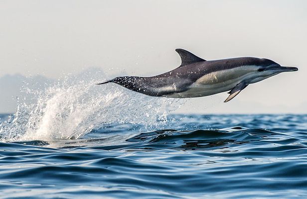 Half Day Dolphin & Wildlife Cruise - Tauranga