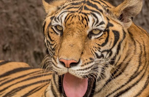 5 Day Delhi Agra Jaipur with Ranthambore-Taj Mahal Sunrise/Sunset