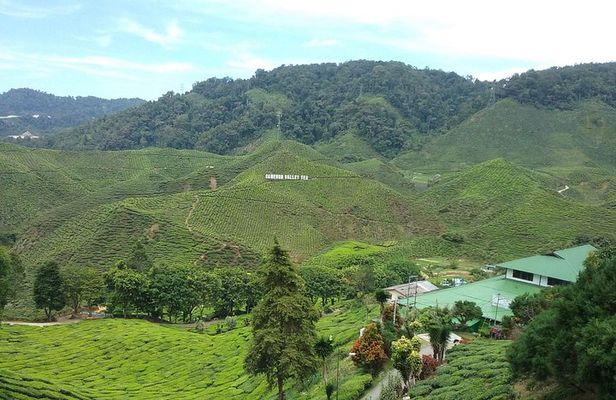 Cameron Highlands Sightseing Tour