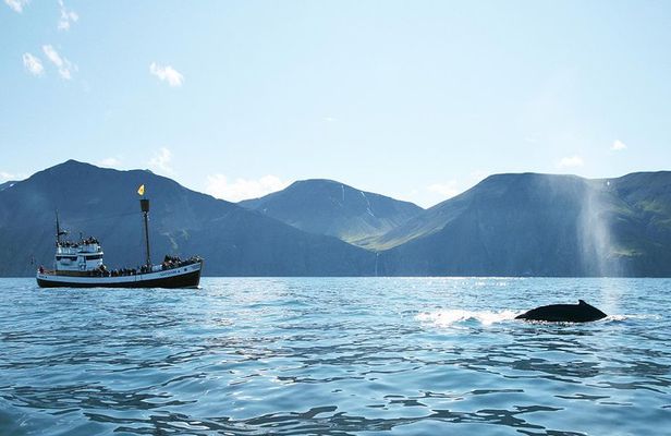 Whale and Puffin Watching around Skjálfandi Bay from Husavik