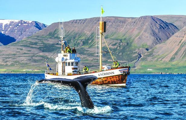 Whale Watching on board a Traditional Oak Boat from Árskógssandur