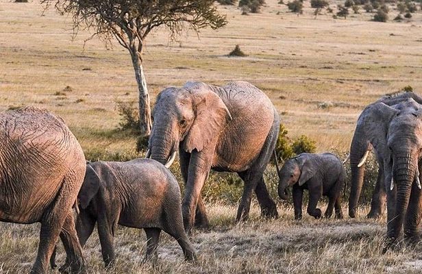 4-Day Best Maasai Mara & Lake Nakuru Safari (ECONOMY)