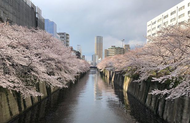 A Dreamy and Delicious Day in Tokyo