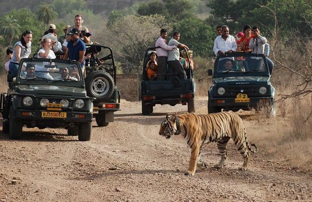 8 Days Private Golden Triangle Tour with Ranthambore Tiger Safari