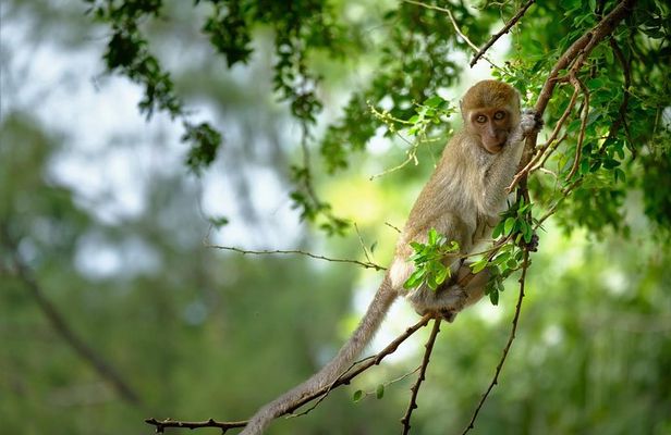 Half Day : Sok River + Monkey Temple + View Point
