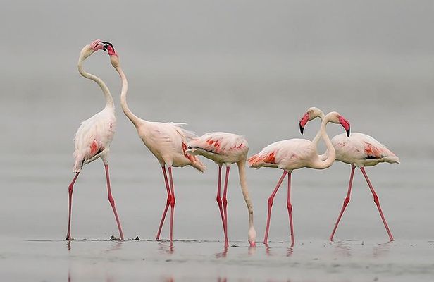 Sambhar Tour - temples, salt lake, bird watching, heritage walk