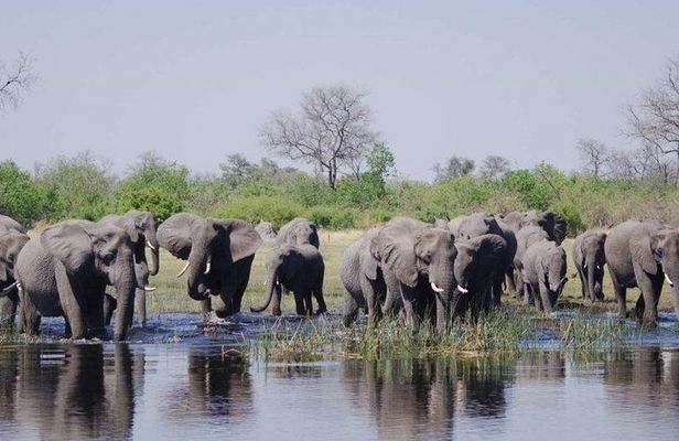 Chobe Full Day Safari Trip