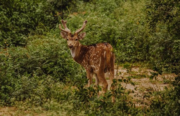 Bharatpur Bird watching & Wildlife from Delhi