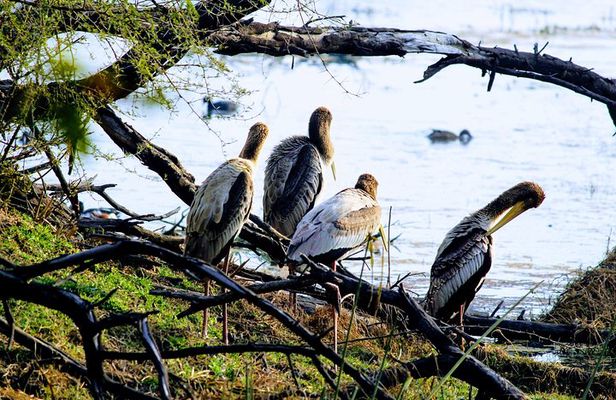 Bharatpur Birding adventure from Delhi