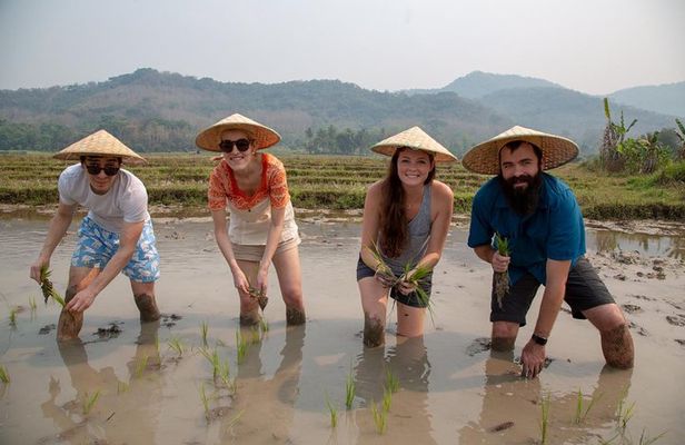 Luang Prabang: Kuang Si Waterfall & Rice Farm Tour