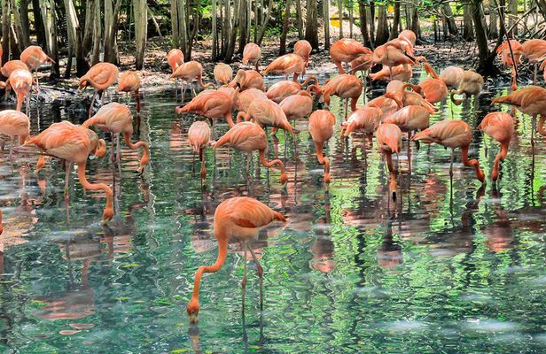 National Aviary & Mambo Beach Club Baru - Playa Blanca