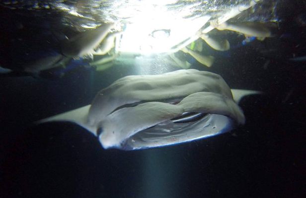 Kona Manta Rays Guaranteed Night Snorkel in Keauhou Harbor