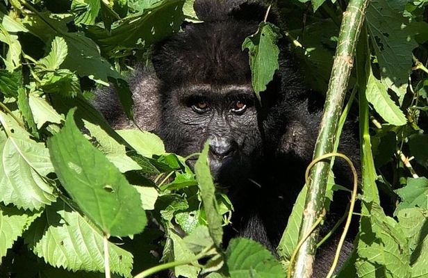 12 Day Affordable Safari-Gorilla and Primate Track Uganda