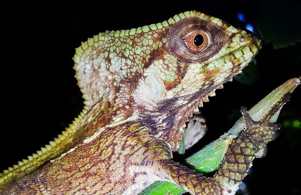 Jungle Night Tour Manuel Antonio