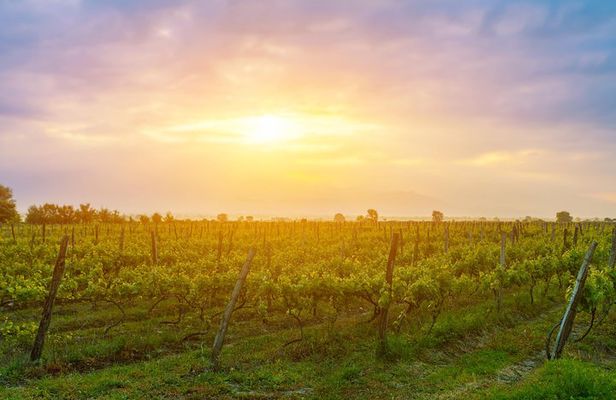 Kakheti wine region - Private Tour