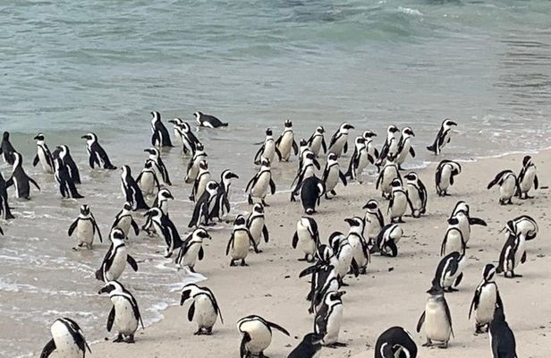 Private Cape Peninsula Tour, With Close Range Penguin Encounter From Cape Town.