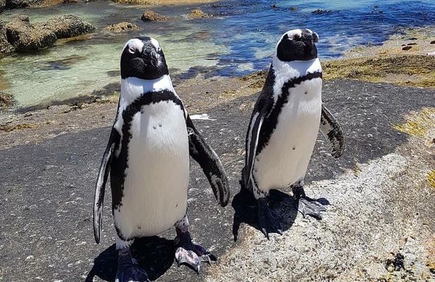 Cape of Good Hope-Penguin-Private Tour Combined With Wine Tasting Full Day Tour