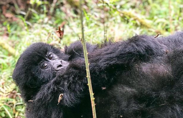 6 Day Uganda Gorilla Safari and Lake Bunyonyi Homestay Experience