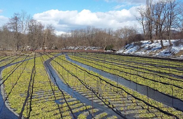 Wasabi Farm Walking Tour & Lunch