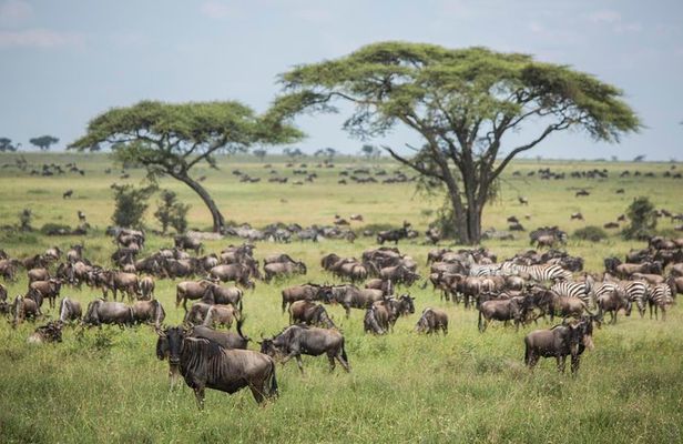 6 days 5 nights safari Ngorongoro, Serengeti and Tarangire National Parks
