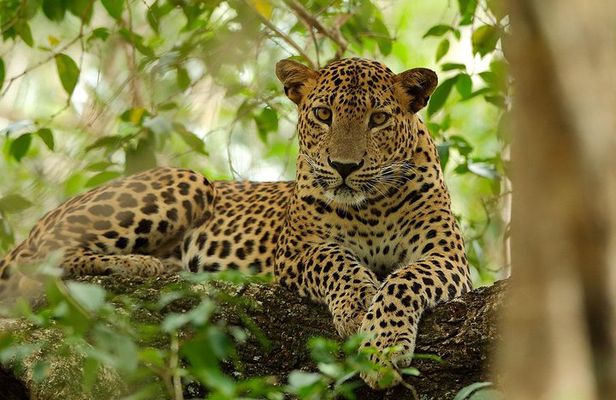 Yala National Park Private Safari (All Inclusive) From Mirissa