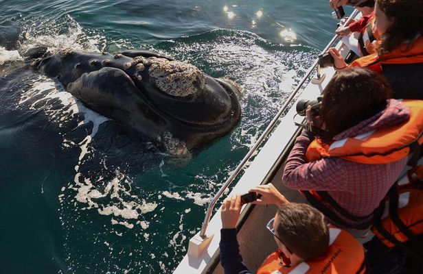 Peninsula Valdes Tour with Optional Whale Watching
