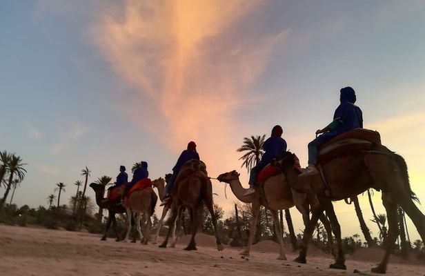 Marrakech Sunset Camel Ride in the Palm Grove