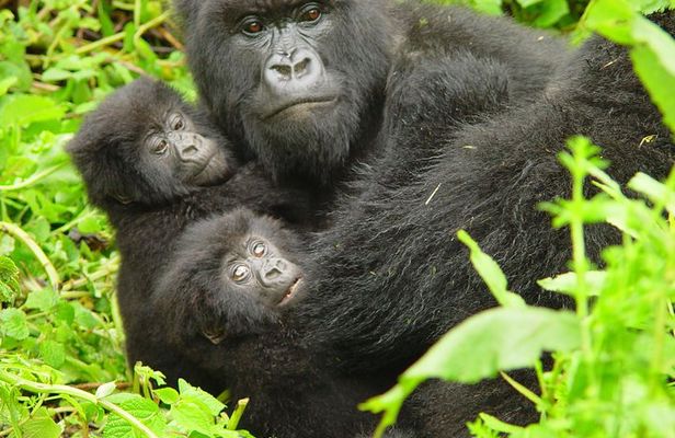 2 Days Gorilla Trekking with Culture Experience and Twin Lakes Visit