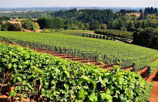 Amador County Wine Tasting Tours max 14 pax Private Wine Tours