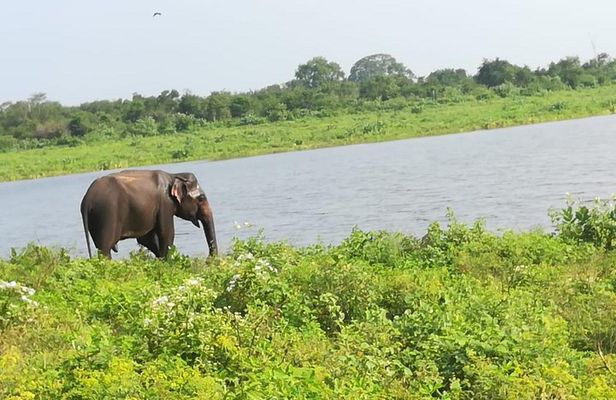 Uda Walawa Safari 1-Day-Tour from Mirissa, Weligama, Ahangama