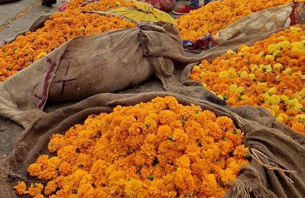 Take in the Beauty of an Early Morning with Fresh Flowers 