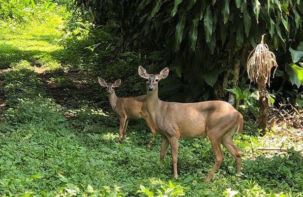 Atitlan Hiking and Birding - Day tour from Antigua