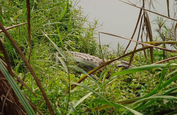 Chitwan National Park 2 nights and 3 days