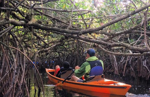 Everglades Kayak Safari Adventure Through Mangrove Tunnels