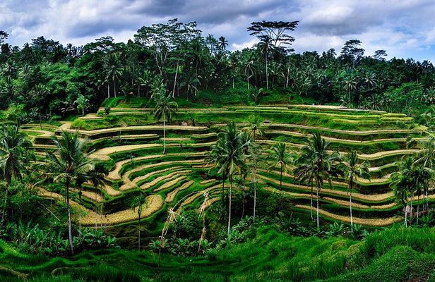Ubud Customized Tour All-Inclusive