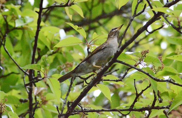 Mount Doi Inthanon Hiking & Bird Watching